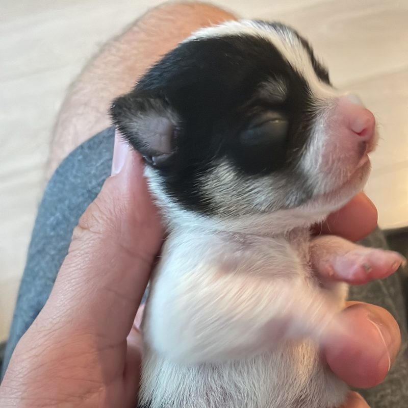 Chihuahua puppy at feeding time