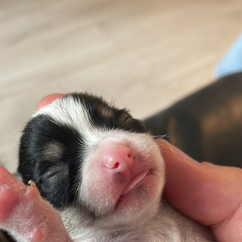 New Chihuahua puppy settling into its home